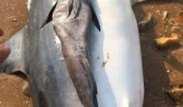 像鱼视频,像鱼视频带你领略深海奇观