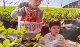摘草莓视频,跟随镜头体验摘草莓的乐趣