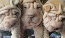 沙皮犬视频,视频记录温馨瞬间