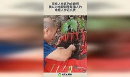 会跑的人参视频,揭秘神奇植物的生命奇迹