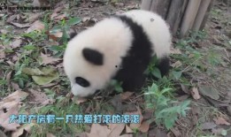 大熊猫视频搞笑视频,萌化你的心！