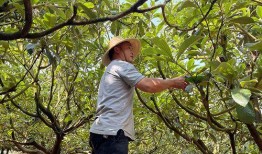 枇杷树修剪视频,视频教程深度解读