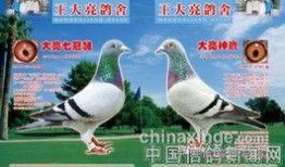 北京王大亮信鸽视频,揭秘北京鸽界高手养鸽技艺