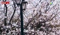 樱花视视频,捕捉美好瞬间，记录生活点滴