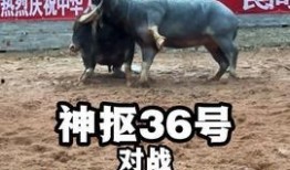 国外斗牛视频,揭秘国外斗牛场上的惊心动魄
