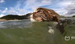 小猫游泳视频,小猫游泳萌态百出