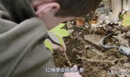 会跑的人参视频,揭秘神奇植物的生命奇迹