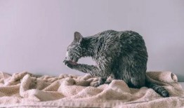小猫游泳视频,小猫游泳萌态百出