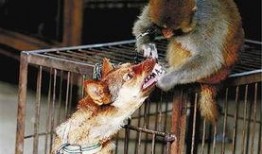 驯猴视频,揭秘人类与灵长类动物的互动奥秘