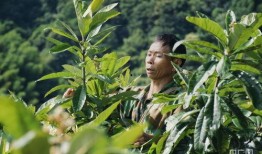 枇杷树修剪视频,视频教程深度解读