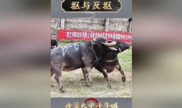 国外斗牛视频,揭秘国外斗牛场上的惊心动魄