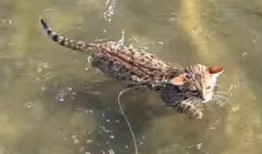 小猫游泳视频,小猫游泳萌态百出