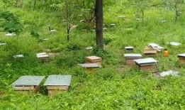 中蜂养殖视频,从视频中学到的养殖秘诀