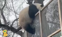 大熊猫视频搞笑视频,萌化你的心！
