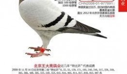 北京王大亮信鸽视频,揭秘北京鸽界高手养鸽技艺