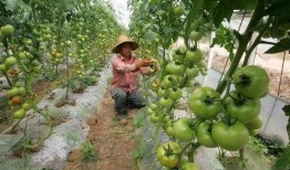 西红柿整枝打杈视频,西红柿高效整枝打杈技巧解析