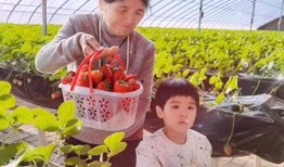 摘草莓视频,跟随镜头体验摘草莓的乐趣