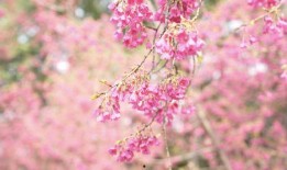 樱花视视频,捕捉美好瞬间，记录生活点滴