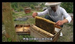 中蜂养殖视频,从视频中学到的养殖秘诀