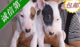 如何让狗狗进入下视频,轻松引导狗狗进入视频教程