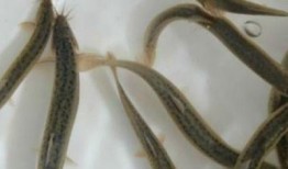 如何杀泥鳅视频教程,视频教程教你如何高效杀泥鳅