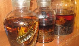 活毒蛇泡酒视频,惊险刺激的民间传统酿造过程揭秘