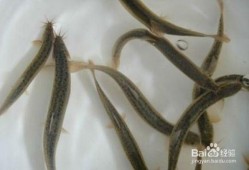 如何杀泥鳅视频教程,视频教程教你如何高效杀泥鳅