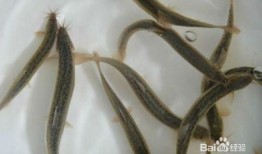 如何杀泥鳅视频教程,视频教程教你如何高效杀泥鳅