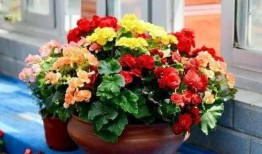 养花视频教程,跟随视频教程轻松掌握花卉养护技巧