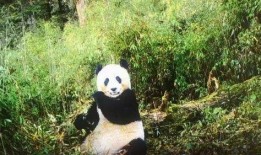 野生大熊猫视频,自然界的“国宝”瞬间