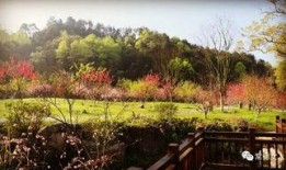 桃花源在线视频