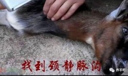 羊输液视频,兽医操作与护理要点