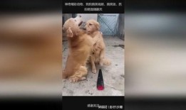 狗狗搞笑视频大全视频,狗狗搞笑视频大盘点