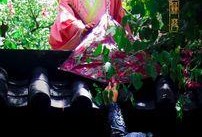 蒹葭表演视频,古典与现代交融的视听盛宴