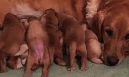 吃奶揉奶视频,趣味吃奶揉奶视频集锦