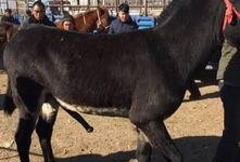 公马与母驴交配视频,自然繁衍的奇妙瞬间