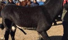 公马与母驴交配视频,自然繁衍的奇妙瞬间