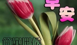 早上好祝福小视频