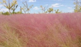 寒夜草粉视频,揭秘神秘植物的力量与奥秘