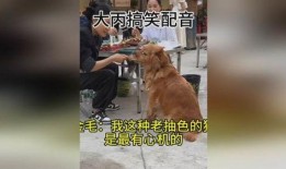 色狗在线观看视频,一场视觉与心理的双重冒险