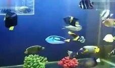 鱼仙大人视频,探寻神秘水下世界的奇幻之旅