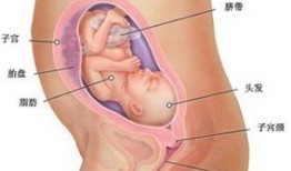 怀孕二十周胎儿视频,见证生命奇迹的温馨瞬间