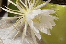 昙花的视频,揭秘神奇花季的瞬间绽放