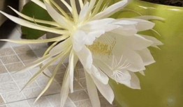 昙花的视频,揭秘神奇花季的瞬间绽放