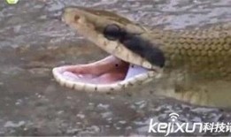 蛇打架视频,一场惊心动魄的蛇打架视频揭秘