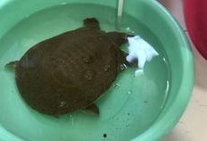 鳖怎么杀视频,鳖的宰杀与处理步骤详解