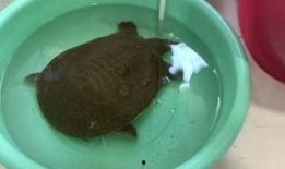 鳖怎么杀视频,鳖的宰杀与处理步骤详解