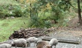 猪与猪配种视频,猪配种视频揭秘爱情瞬间