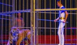 老虎的视频表演,揭秘老虎的精彩视频表演瞬间