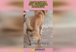 色狗在线观看视频,一场视觉与心理的双重冒险